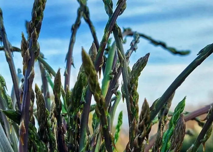 Aria With Pool By Guide فيلة *